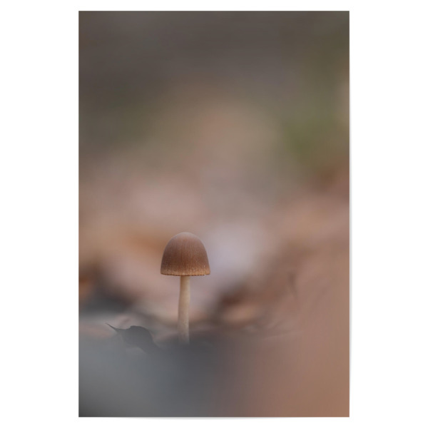Poster 30x20 cm "Waldpilz" artboxONE - Natur - Pilz,Pilzchen,Waldboden,Herbstlich,Herbstfarben,Wald,Bokeh,Nahaufnahme,Klein,Makrofotografie,Naturfoto