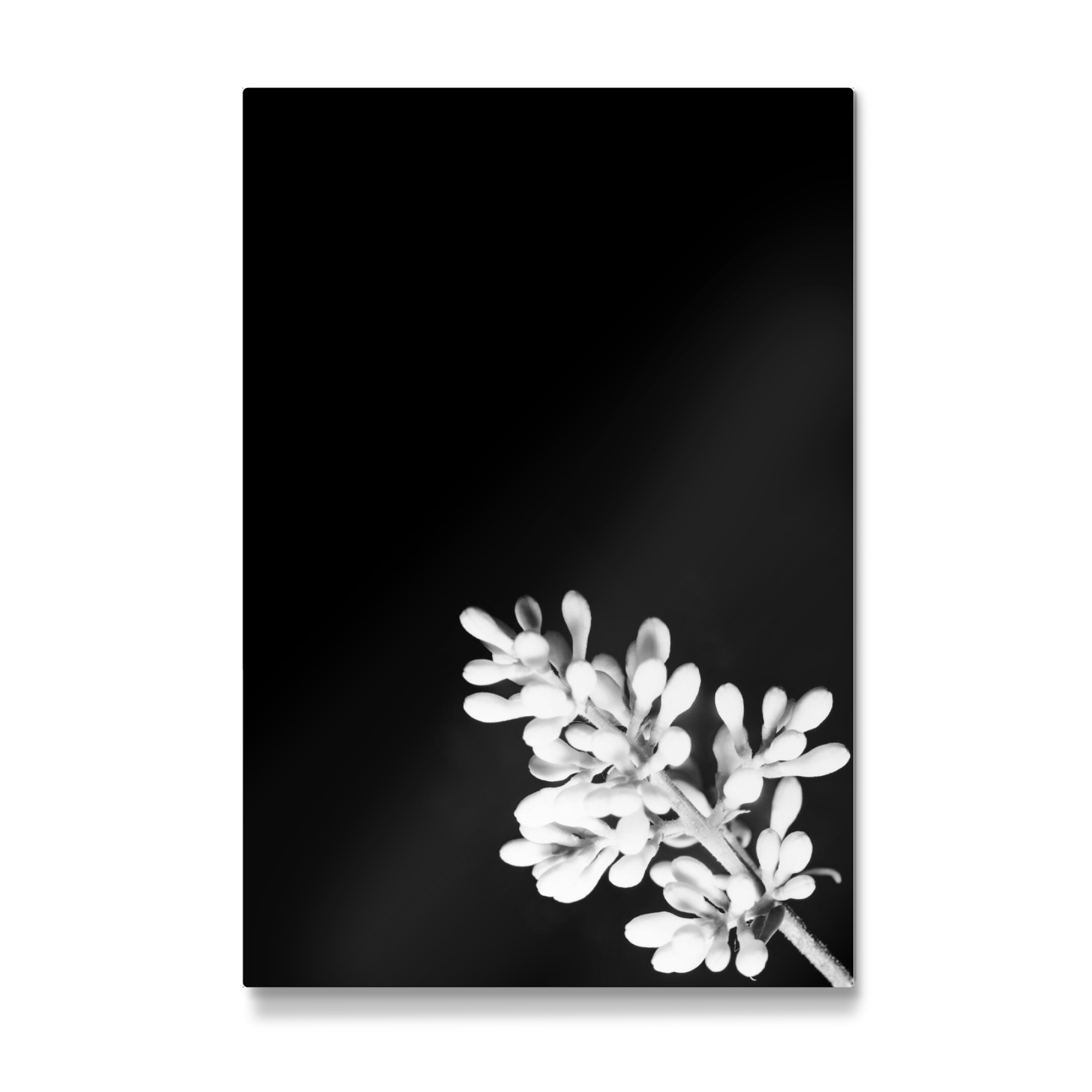 Galerie-Print "Nachtblüten" 75x50 cm artboxONE