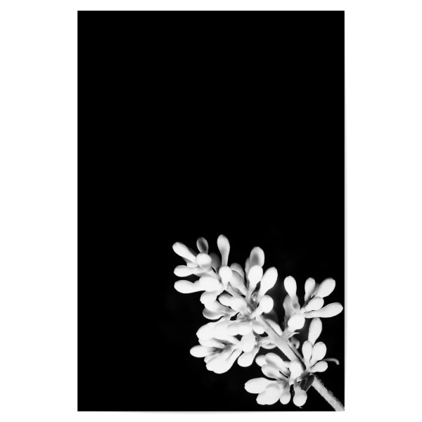 Poster "Nachtblüten" artboxONE - Floral,Schwarzweiß
