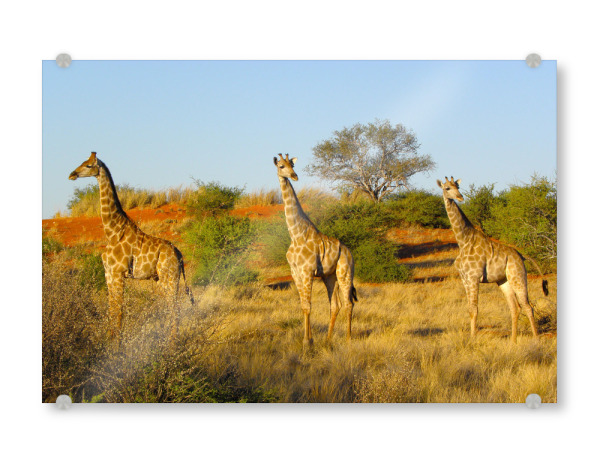 Acrylglasbild "Giraffen in der Kalahari" artboxONE - Natur,Reise,Tiere,Reise / Afrika