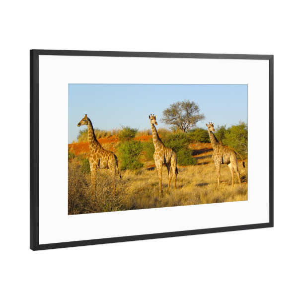 Poster mit Rahmen Schwarz (Metallic) "Giraffen in der Kalahari" artboxONE - Natur,Reise,Tiere,Reise / Afrika