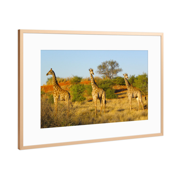 Poster mit Rahmen Kupfer "Giraffen in der Kalahari" artboxONE - Natur,Reise,Tiere,Reise / Afrika