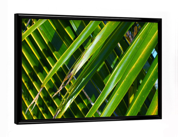 Poster mit schwarzem Rahmen "Kokospalmenbätter" artboxONE - Natur,Floral,Reise / Afrika,Reise / Asien,Reise / Länder