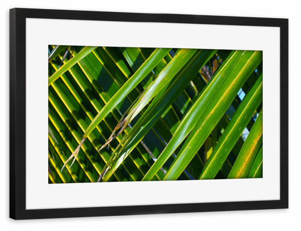 Poster mit Rahmen schwarz "Kokospalmenbätter" artboxONE - Natur,Floral,Reise / Afrika,Reise / Asien,Reise / Länder
