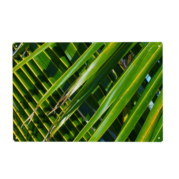 Metall Poster "Kokospalmenbätter" artboxONE - Natur,Floral,Reise / Afrika,Reise / Asien,Reise / Länder