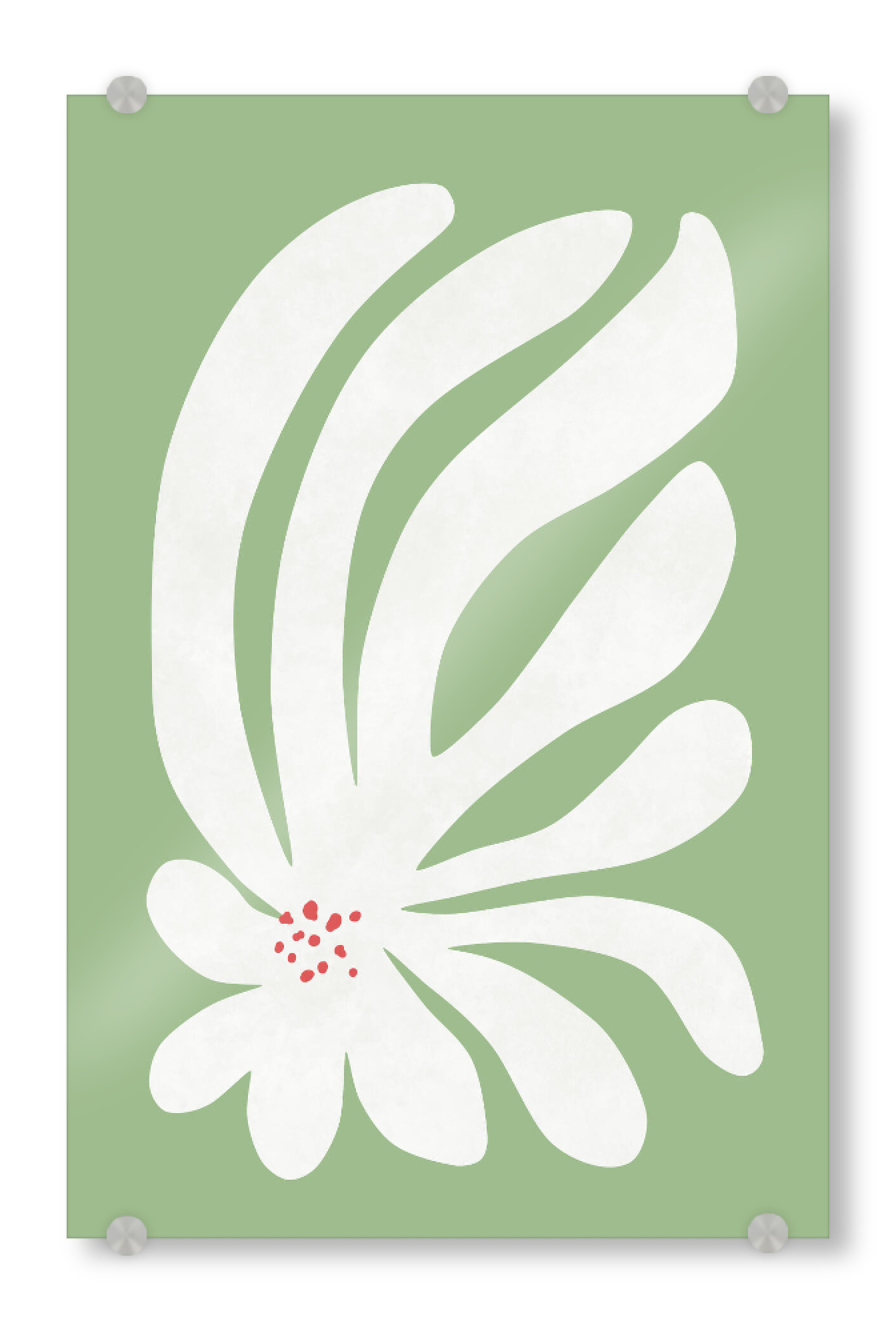 Acrylglasbild "Weiße Chrysantheme" artboxONE - Natur,Floral,Abstrakt,Geometrie - Chrysantheme,Blume,Natur,Stillleben,Abstrakt,Formen,Geometrie
