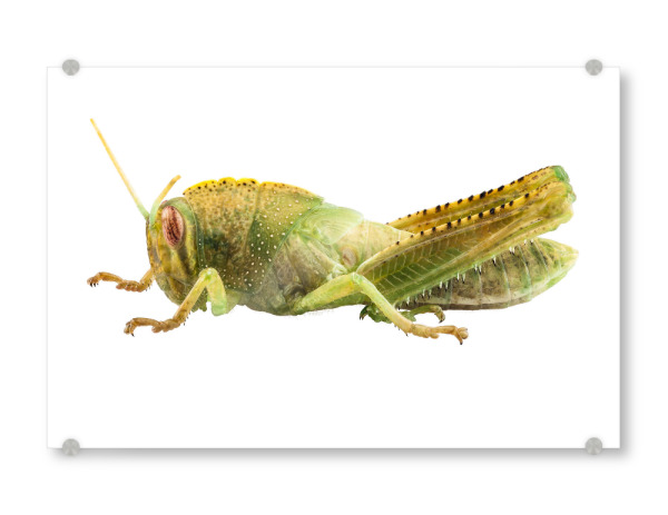 Acrylglasbild "Ägyptische Heuschrecke" artboxONE - Natur,Tiere - Insekt,Schmetterling,Tiere,Hohe auflösung,Fotografie,Fliegen,Farbe,Bunt,Spinne,Natur