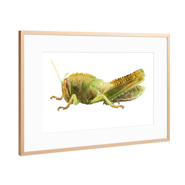 Poster mit Rahmen Kupfer "Ägyptische Heuschrecke" artboxONE - Natur,Tiere