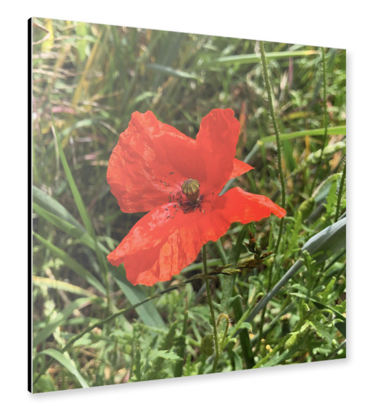 Alu-Dibond "Der rote Mohn" 30x30 cm artboxONE