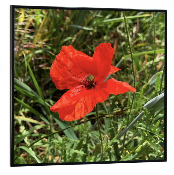 Poster mit schwarzem Rahmen 30x30 cm "Der rote Mohn" artboxONE - Natur,Reise,Floral,Reise / Länder