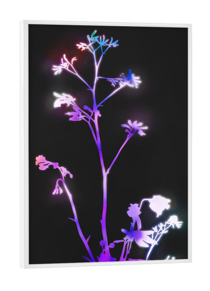 Poster mit weißem Rahmen "Blüte lila" artboxONE - Natur,Floral - Blume,Neon,Lila,Blütenblatt,Stillleben,Natur,Floral,Abstrakt