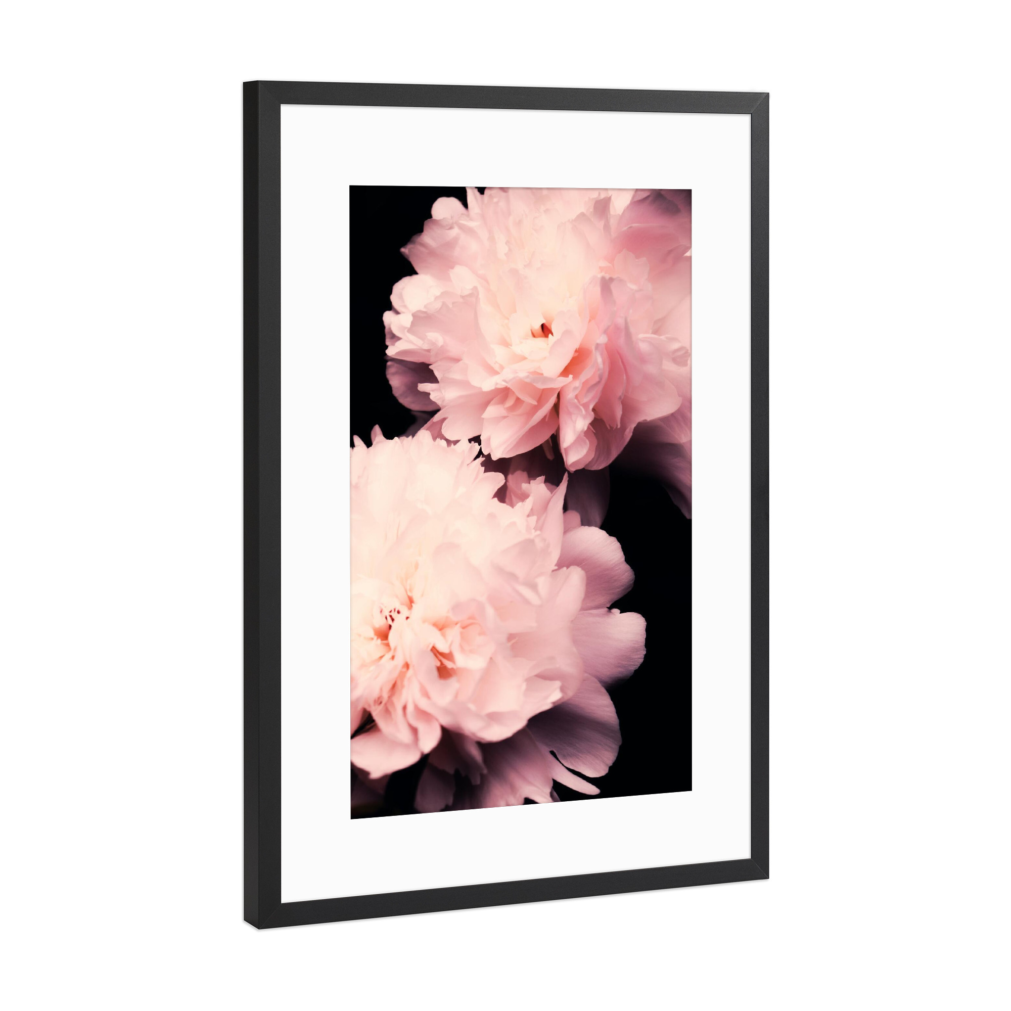 Poster mit Rahmen Schwarz (Metallic) "Contigo 4.0" artboxONE - Natur,Floral - Peony,Peonies,Blumen,Flower,Schwarz,Rosa,Pink,Fotografie,Floral,Pflanze