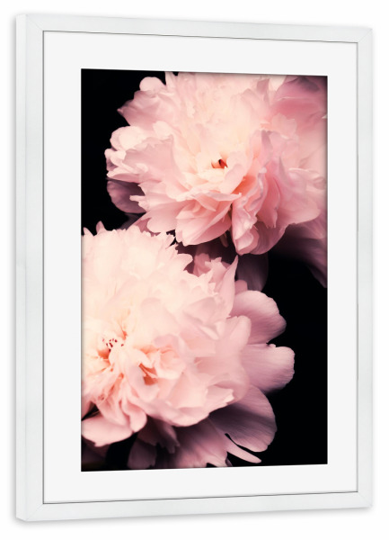 Poster mit Rahmen weiß "Contigo 4.0" artboxONE - Natur,Floral - Peony,Peonies,Blumen,Flower,Schwarz,Rosa,Pink,Fotografie,Floral,Pflanze