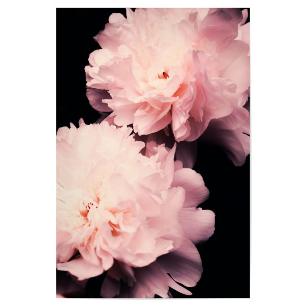 Poster "Contigo 4.0" artboxONE - Natur,Floral - Peony,Peonies,Blumen,Flower,Schwarz,Rosa,Pink,Fotografie,Floral,Pflanze