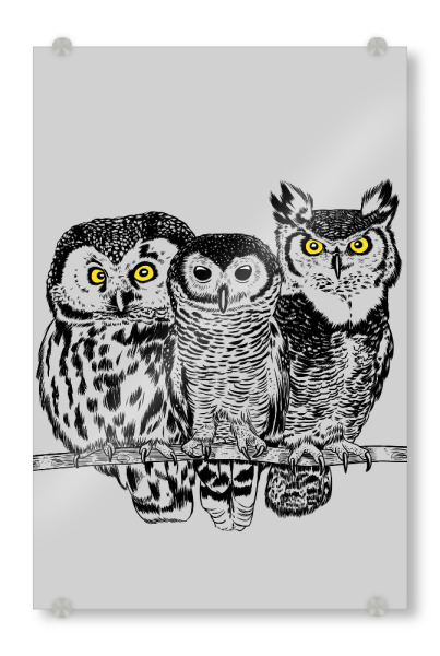 Acrylglasbild "Drei Eulen" artboxONE - Tiere - Natur,Klimawandel,äste,Feld,Wald,Wildes tier,Raubtier,Eulen,Eule,Vogel,Skizze