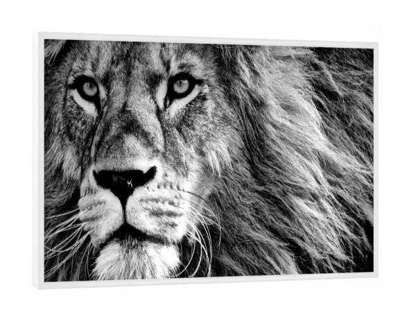 Poster mit weißem Rahmen "Löwen Portrait art sw" artboxONE - Tiere,Reise / Afrika - Löwe,König,Schwarzweiß,Portrait,Nahaufnahme,Majestätisch
