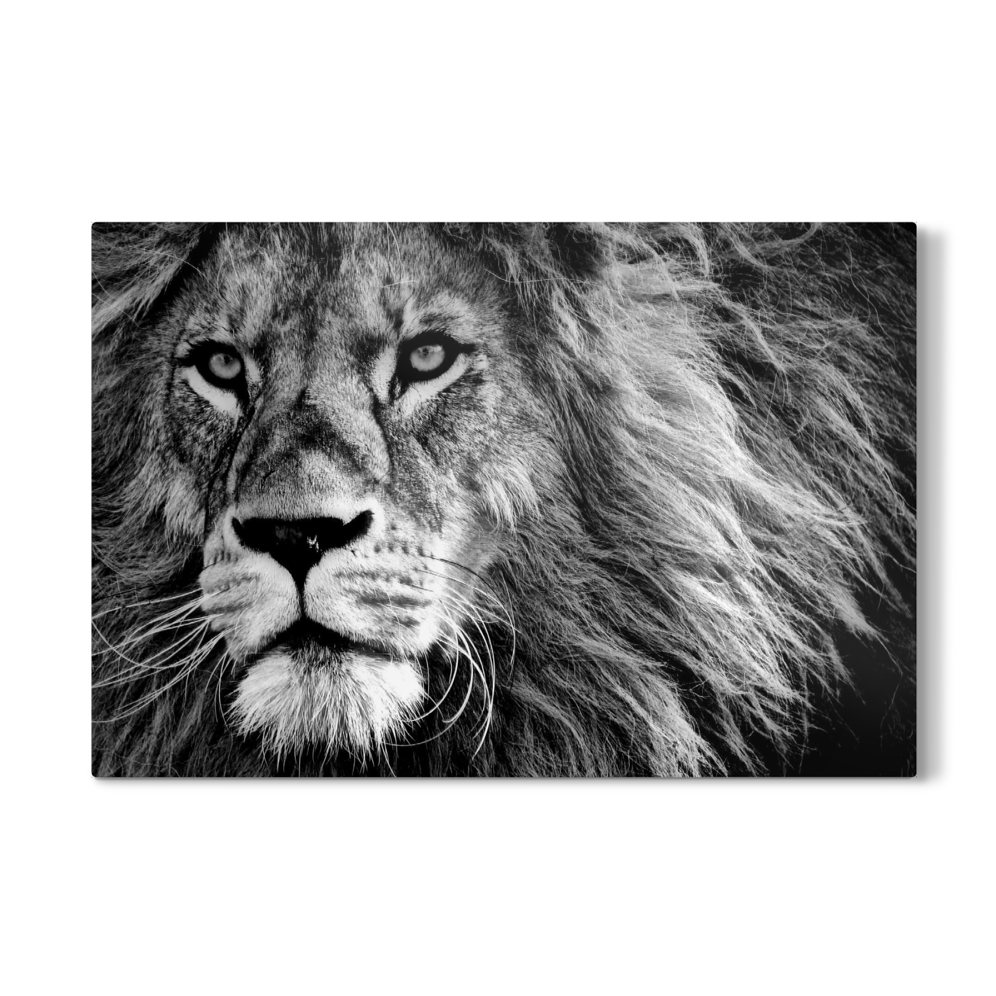 Galerie-Print "Löwen Portrait art sw" 75x50 cm artboxONE
