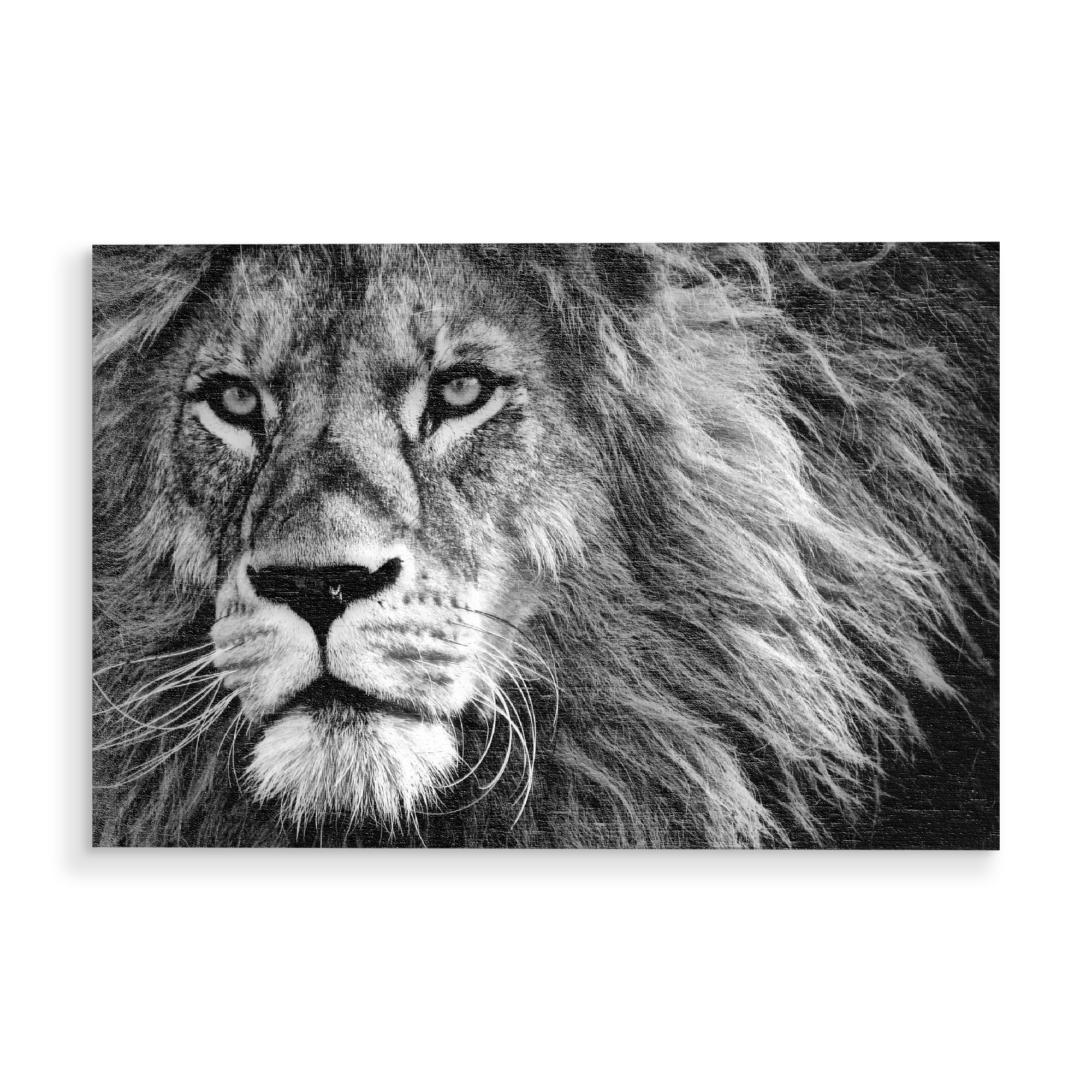 Holzbild "Löwen Portrait art sw" artboxONE - Tiere,Reise / Afrika - Löwe,König,Schwarzweiß,Portrait,Nahaufnahme,Majestätisch