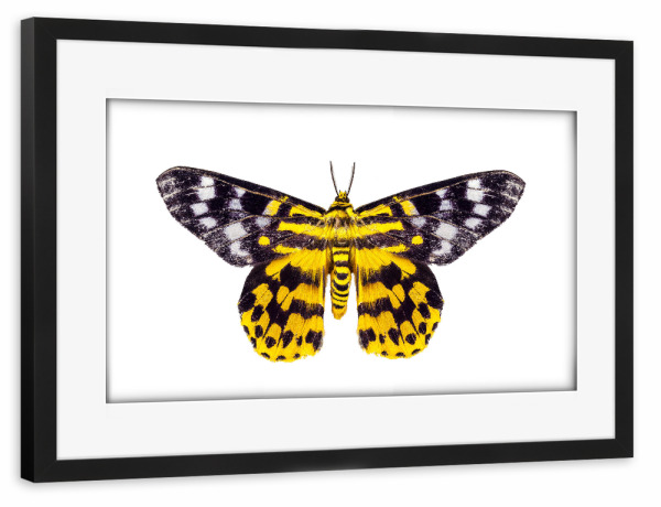 Poster mit Rahmen schwarz "Schmetterlingsmotte Dysphania" artboxONE - Natur,Tiere