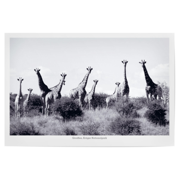 Poster 30x20 cm "Giraffen im Krügerpark" artboxONE - Natur,Reise,Tiere,Schwarzweiß,Reise / Afrika