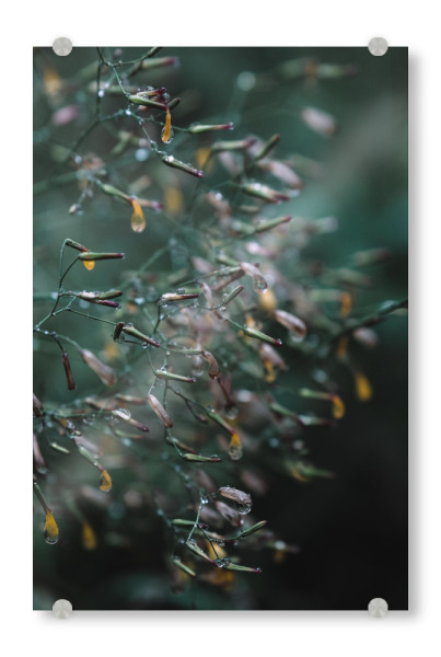 Acrylglasbild "Herbstregen" artboxONE - Natur,Reise,Abstrakt - Pflanze,Regen,Flower,Bokeh,Moody,Minimal,Abstrakt,Blume,Herbst,Grün