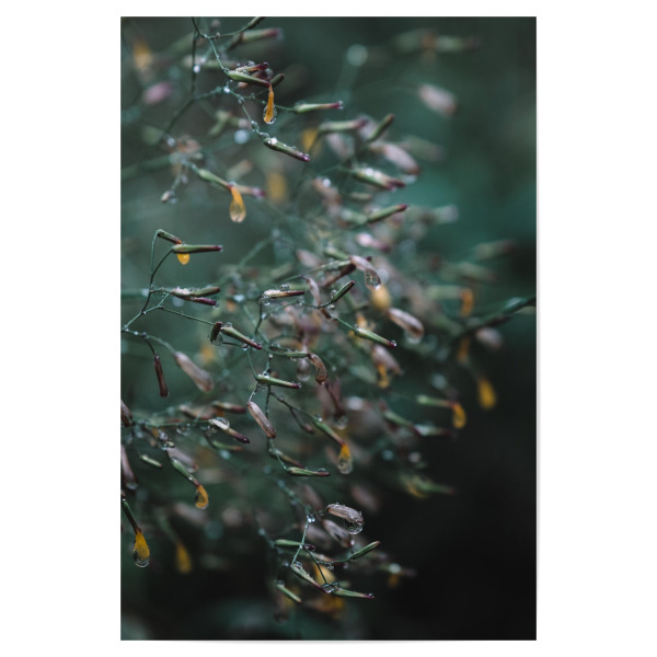 Poster "Herbstregen" artboxONE - Natur,Reise,Abstrakt - Pflanze,Regen,Flower,Bokeh,Moody,Minimal,Abstrakt,Blume,Herbst,Grün