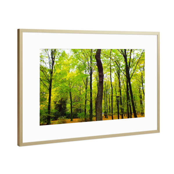 Poster mit Rahmen Gold "Ein traumhafter Herbstwald" artboxONE - Natur,Floral
