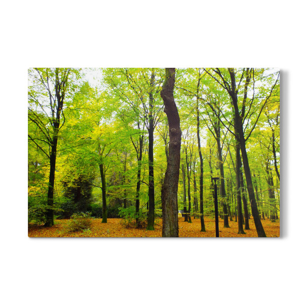 Galerie-Print "Ein traumhafter Herbstwald" 30x20 cm artboxONE
