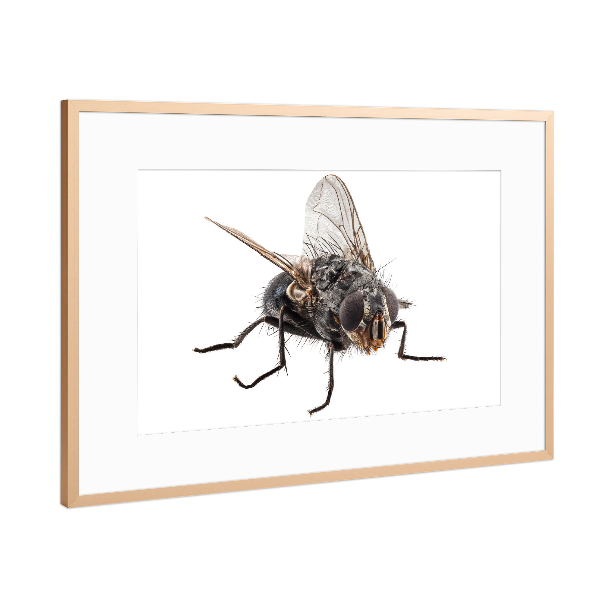 Poster mit Rahmen Kupfer "Arten der Blauen Flaschenfliege" artboxONE - Natur,Tiere