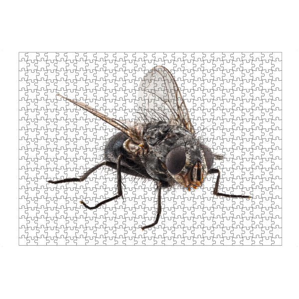 Puzzle Ravensburger "Arten der Blauen Flaschenfliege" artboxONE - Natur,Tiere