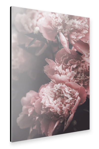 Alu-Dibond "Vintage rosa Pfingstrosen" 30x20 cm artboxONE