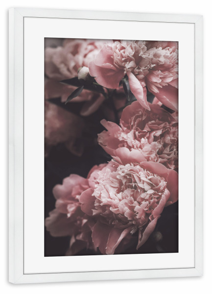 Poster mit Rahmen weiß "Vintage rosa Pfingstrosen" artboxONE - Natur,Floral,Liebe,Für Mama - Rosa rose,Pfingstrose,Pfingstrosen,Rosa,Blumen