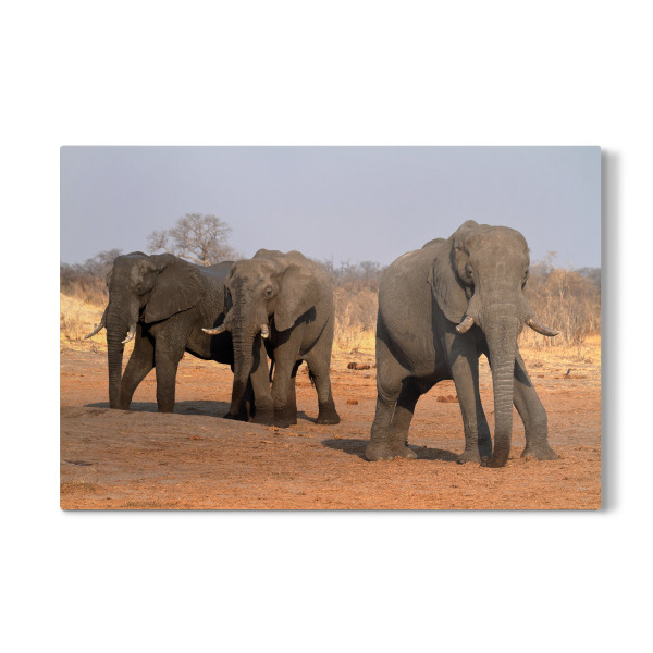 Galerie-Print "Elefanten in der Savanne" 30x20 cm artboxONE