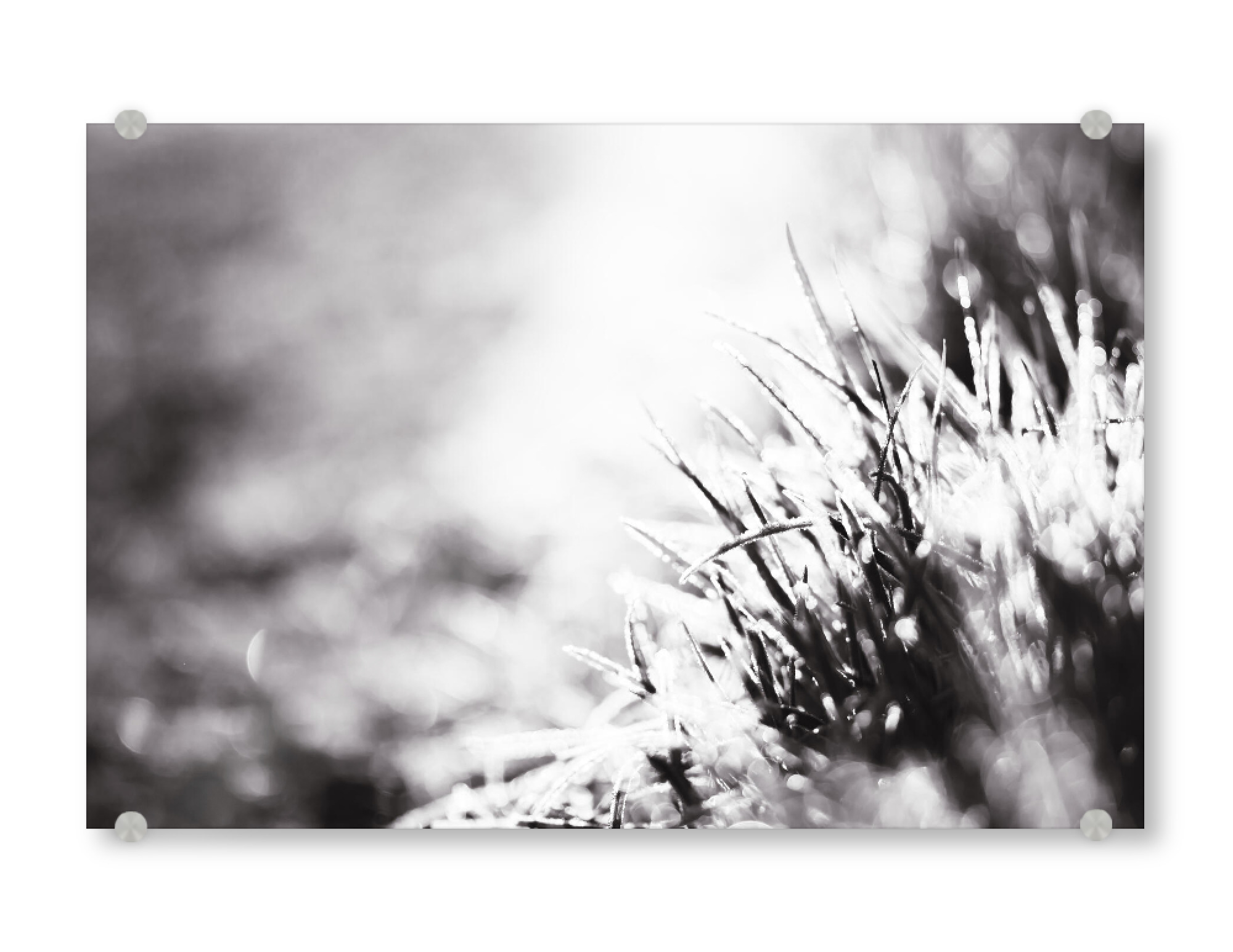Acrylglasbild "Frost, Grass And Light" artboxONE - Natur,Floral,Schwarzweiß,Für Mama