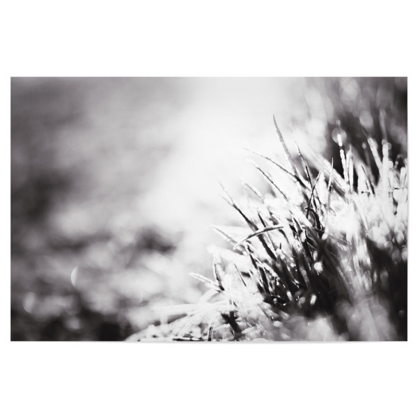 Poster 30x20 cm "Frost, Grass And Light" artboxONE - Natur,Floral,Schwarzweiß,Für Mama