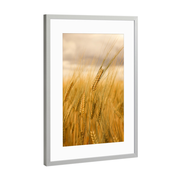 Poster mit Rahmen Silber "Erntezeit in Lüneburg" artboxONE - Natur,Floral,Essen & Trinken