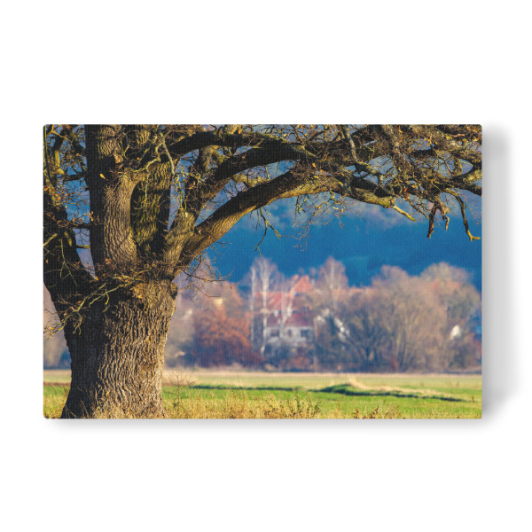 Leinwandbild "Alter Eichenbaum" artboxONE - Natur - Eiche,Baum,Baumstamm,Stamm,Natur,Landschaft,Eichenbaum,Herleshausen