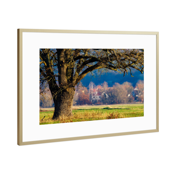 Poster mit Rahmen Gold "Alter Eichenbaum" artboxONE - Natur - Eiche,Baum,Baumstamm,Stamm,Natur,Landschaft,Eichenbaum,Herleshausen