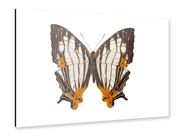Alu-Dibond "Schmetterlingsart Cyrestis-x" 30x20 cm artboxONE
