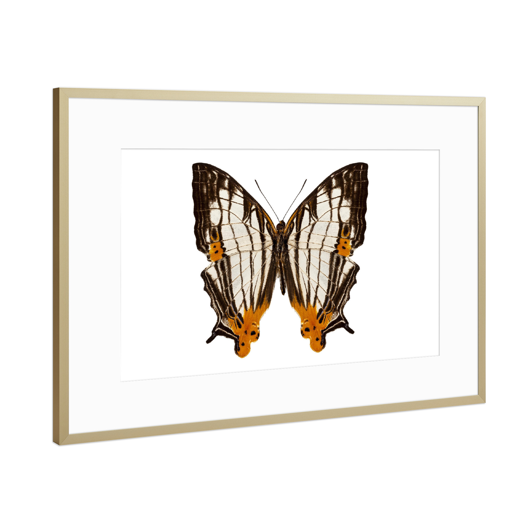 Poster mit Rahmen Gold "Schmetterlingsart Cyrestis-x" artboxONE - Natur,Tiere