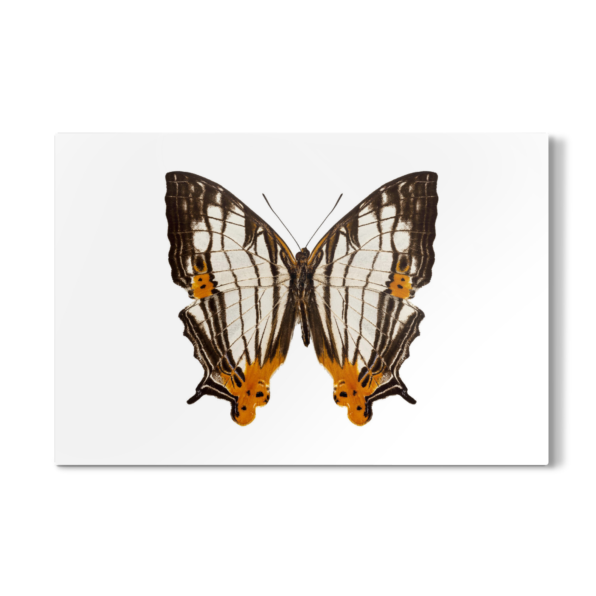 Galerie-Print "Schmetterlingsart Cyrestis-x" 30x20 cm artboxONE