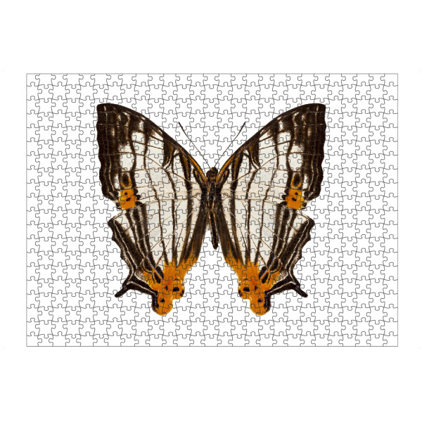 Puzzle Ravensburger "Schmetterlingsart Cyrestis-x" artboxONE - Natur,Tiere