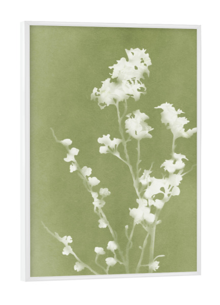 Poster mit weißem Rahmen "Monographie Grün" artboxONE - Natur,Floral - Blume,Silhouette,Stillleben,Natur,Klassiker,Blütenblatt,Blätter,Laub