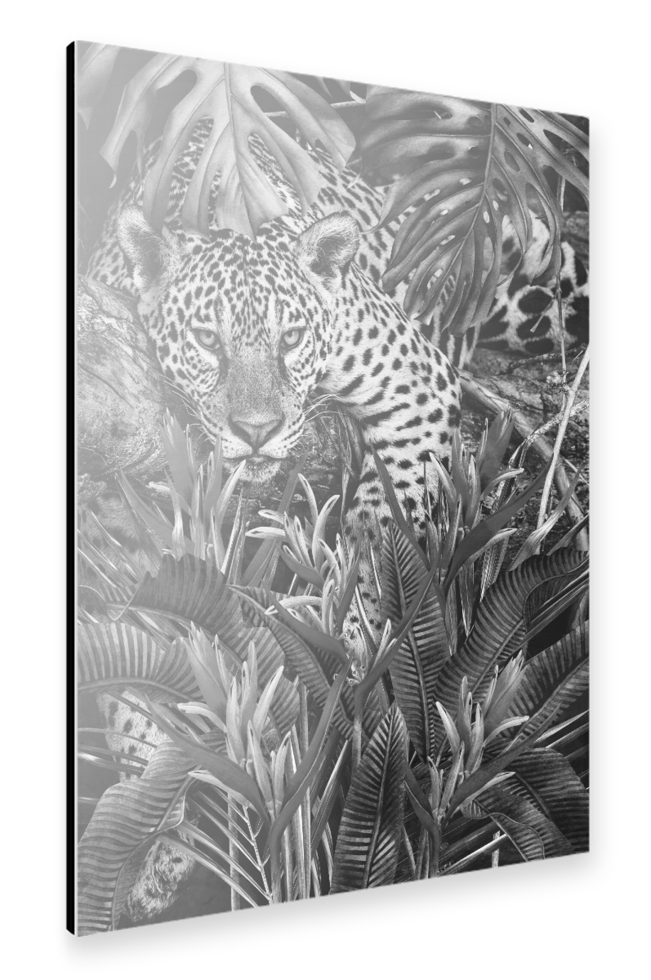 Alu-Dibond "Jaguar zu Hause BW" 75x50 cm artboxONE