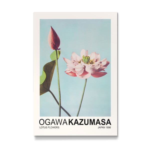 Galerie-Print "Lotusblumen - Ogawa Kazumasa" 30x20 cm artboxONE