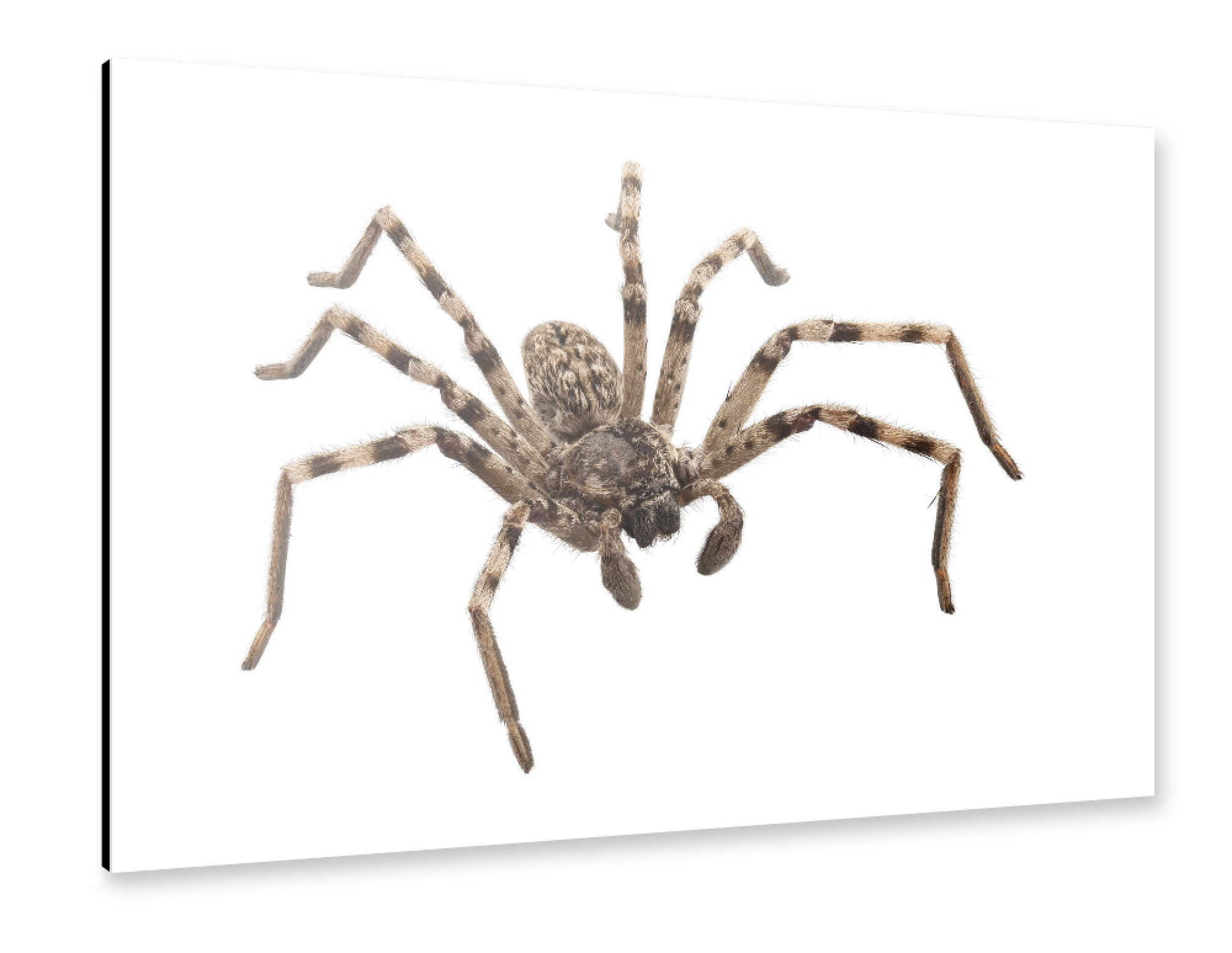 Alu-Dibond "Wolfsspinne Lycosa sp" 30x20 cm artboxONE