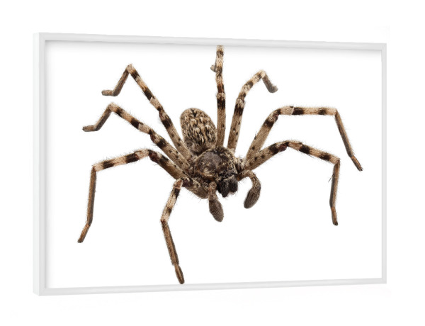 Poster mit weißem Rahmen "Wolfsspinne Lycosa sp" artboxONE - Natur,Tiere - Insekt,Tiere,Hohe auflösung,Fotografie,Fliegen,Farbe,Bunt,Spinne,Natur