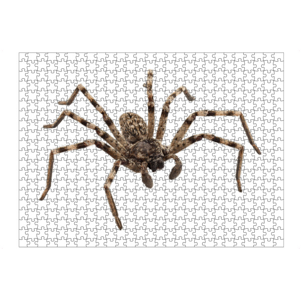 artboxONE Puzzle "Wolfsspinne Lycosa sp" artboxONE - Natur,Tiere - Insekt,Tiere,Hohe auflösung,Fotografie,Fliegen,Farbe,Bunt,Spinne,Natur