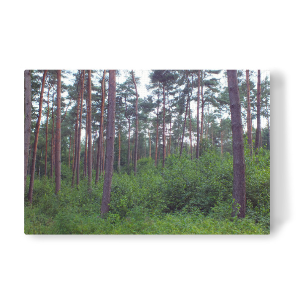 Leinwandbild "Ein naturbelassener Wald" artboxONE - Natur,Reise,Reise / Länder