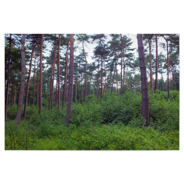 Poster "Ein naturbelassener Wald" artboxONE - Natur,Reise,Reise / Länder